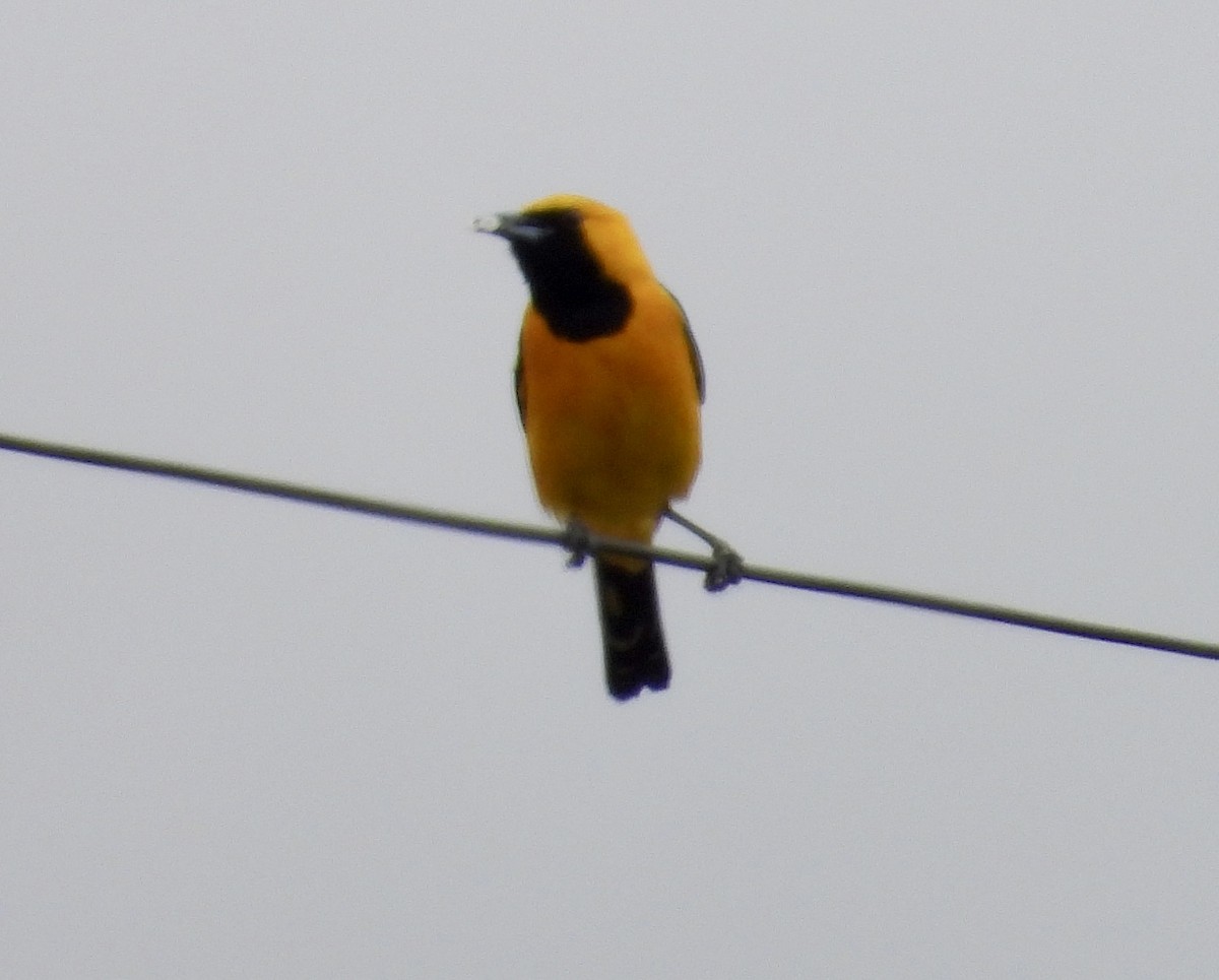 Hooded Oriole - ML619583114