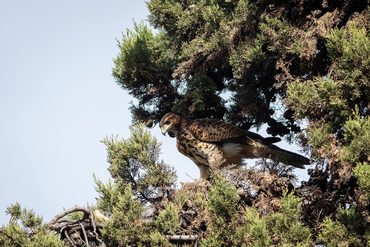 Harris's Hawk (Bay-winged) - ML619583115