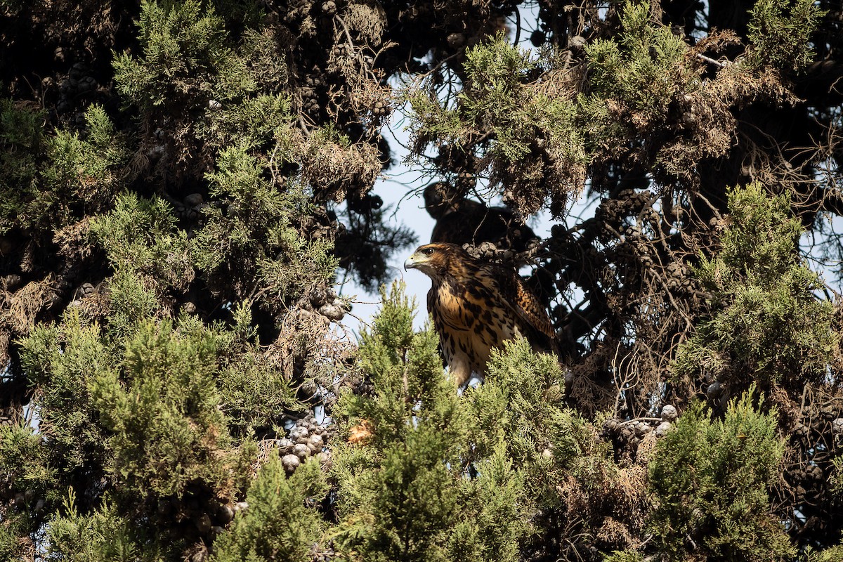 Harris's Hawk (Bay-winged) - ML619583116