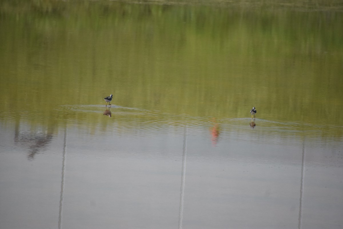 Greater Yellowlegs - S Campbell