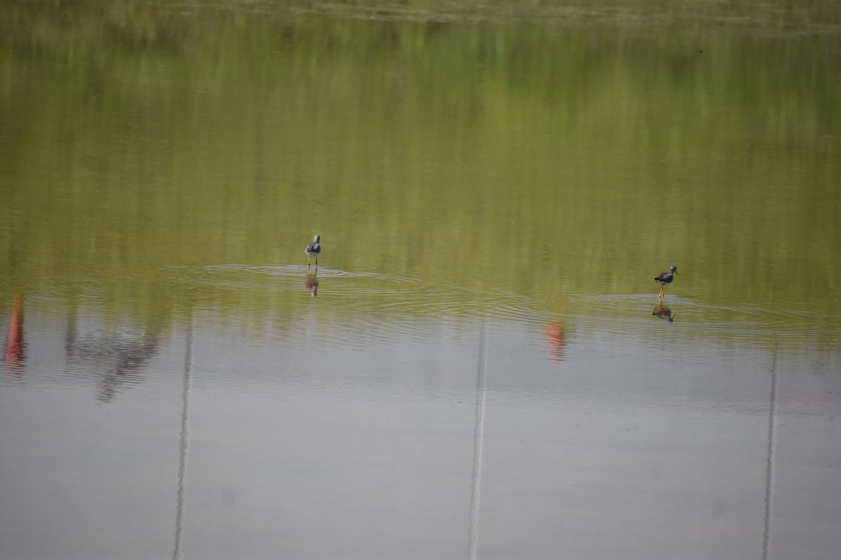 Greater Yellowlegs - S Campbell