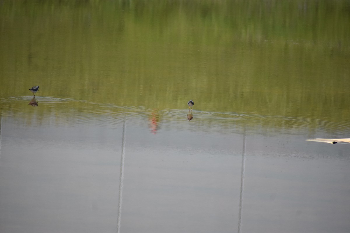 Greater Yellowlegs - S Campbell