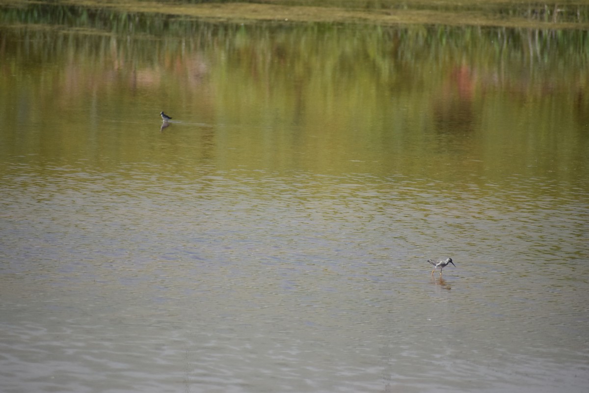 Greater Yellowlegs - S Campbell