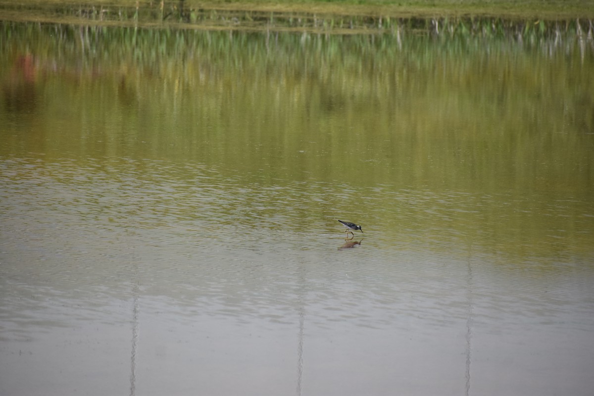 Greater Yellowlegs - S Campbell