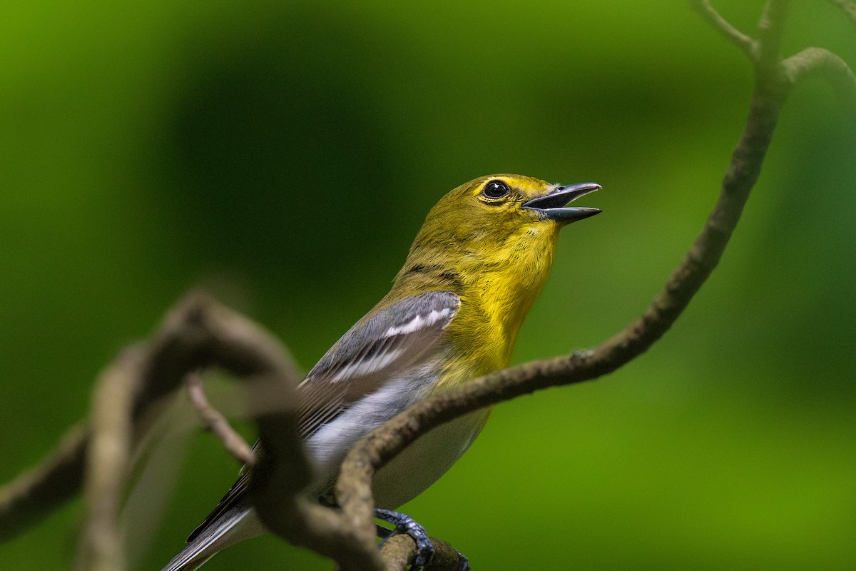 Yellow-throated Vireo - Ian Campbell