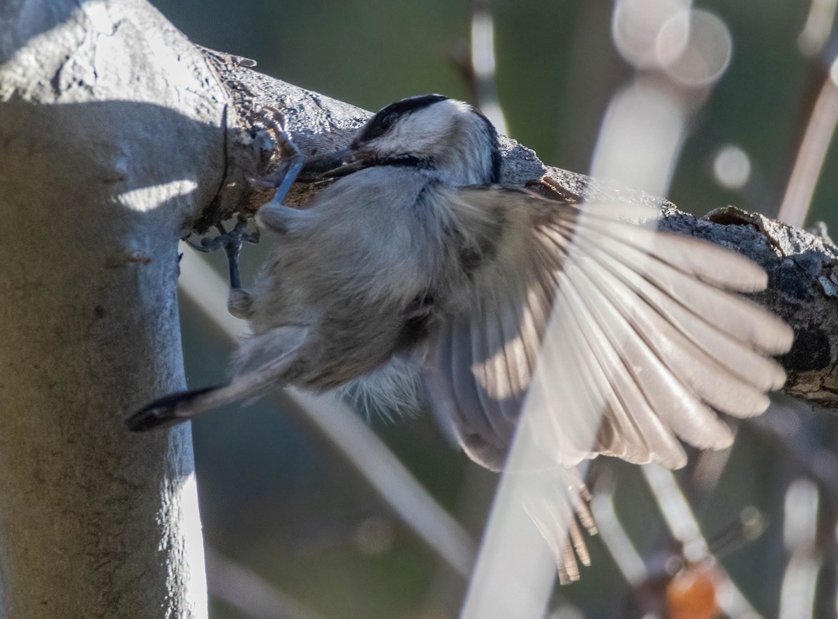 Mountain Chickadee - Christine Jacobs