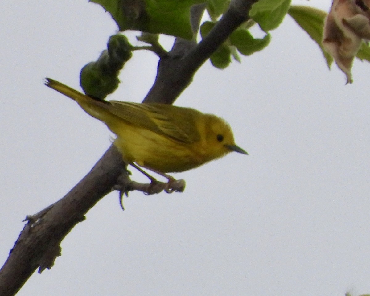 Paruline jaune - ML619583135