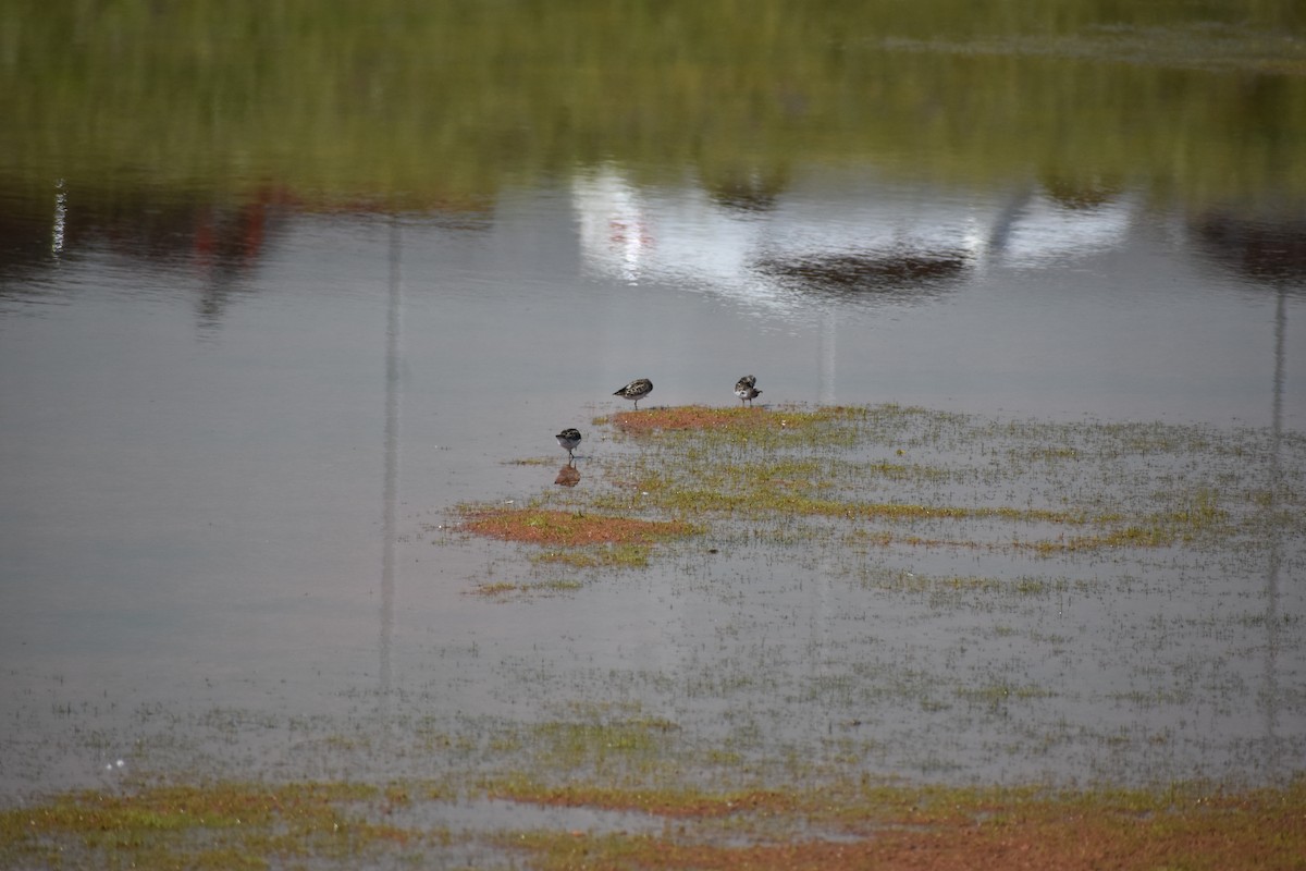 Least Sandpiper - S Campbell