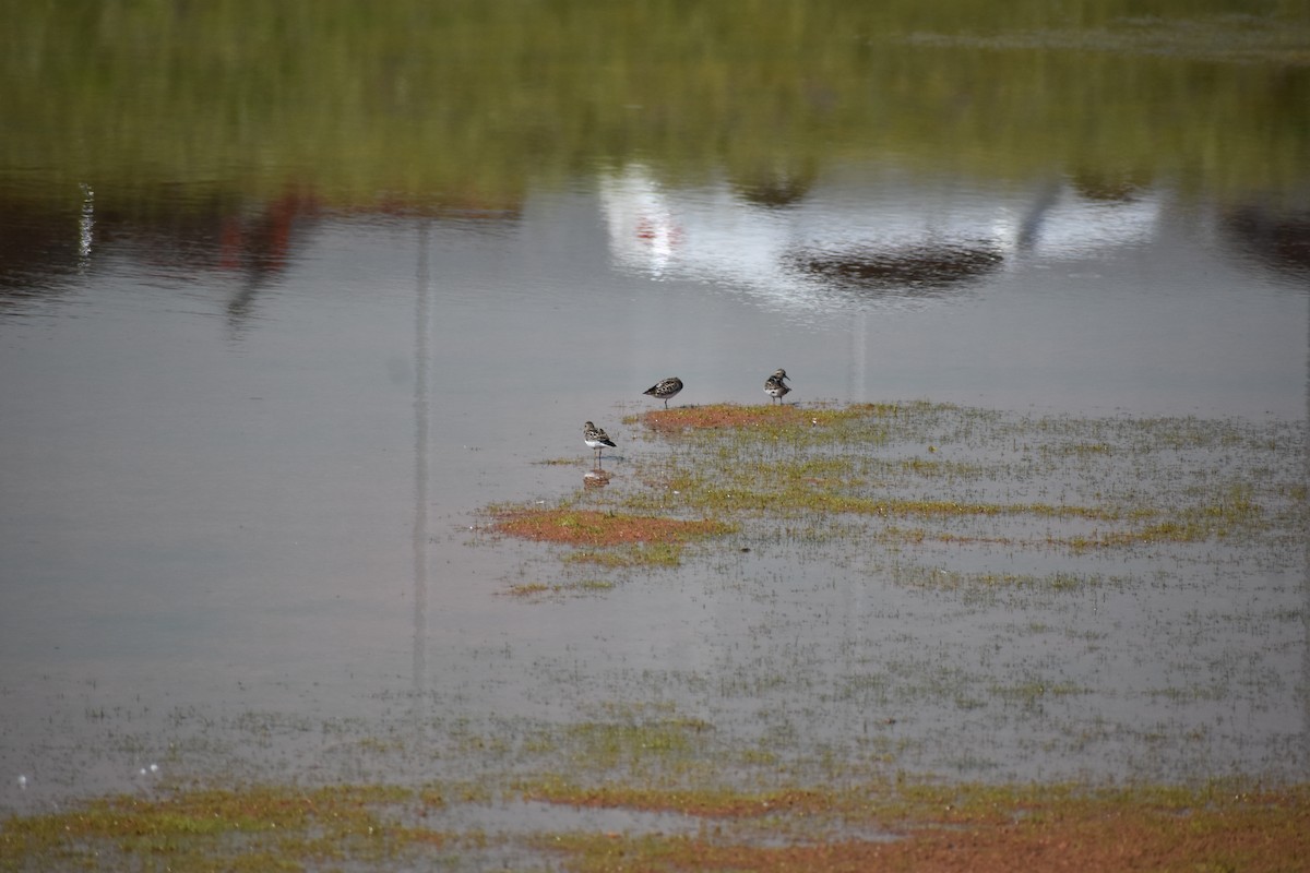 Least Sandpiper - S Campbell