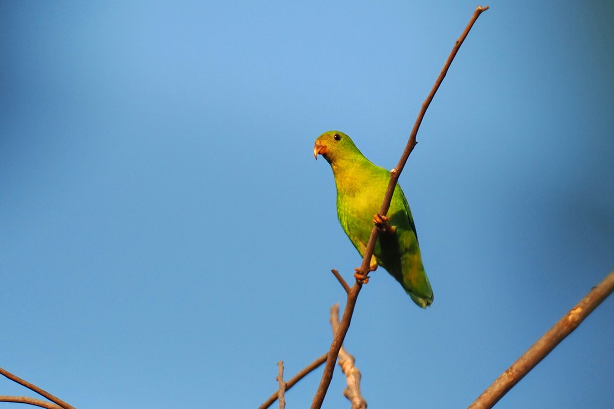 Philippine Hanging-Parrot - Jose Antonio Lama