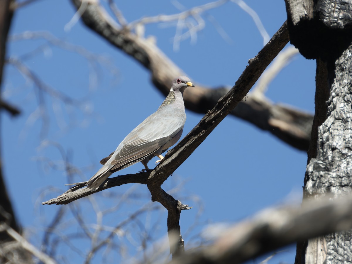 Band-tailed Pigeon - Eric Sibbald