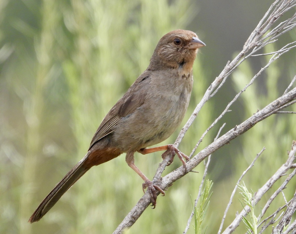 California Towhee - Cathie Canepa