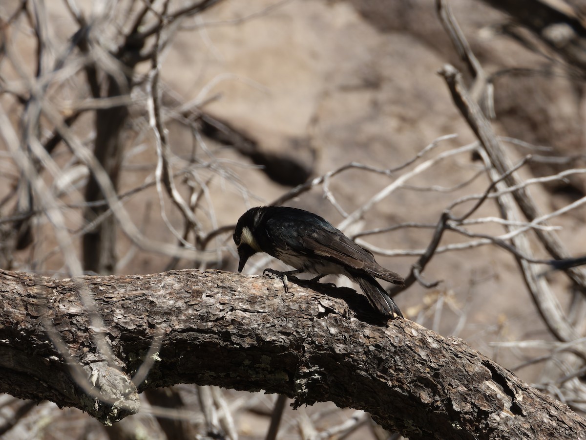 Acorn Woodpecker - Eric Sibbald