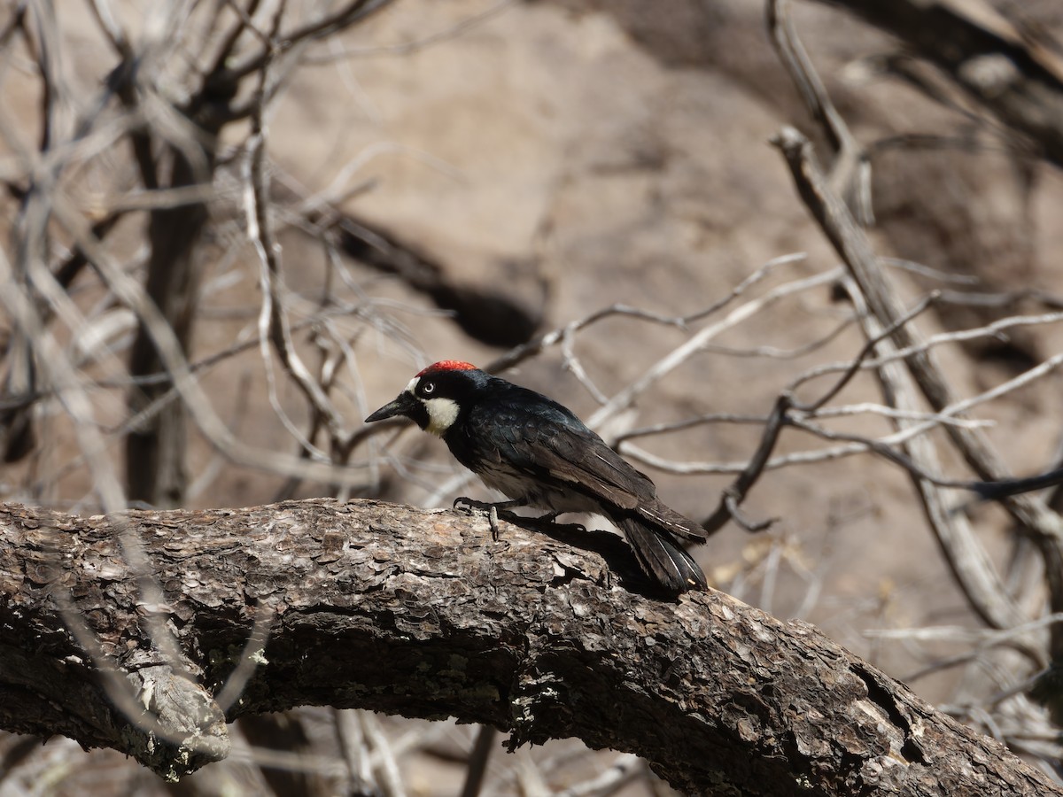 Acorn Woodpecker - Eric Sibbald