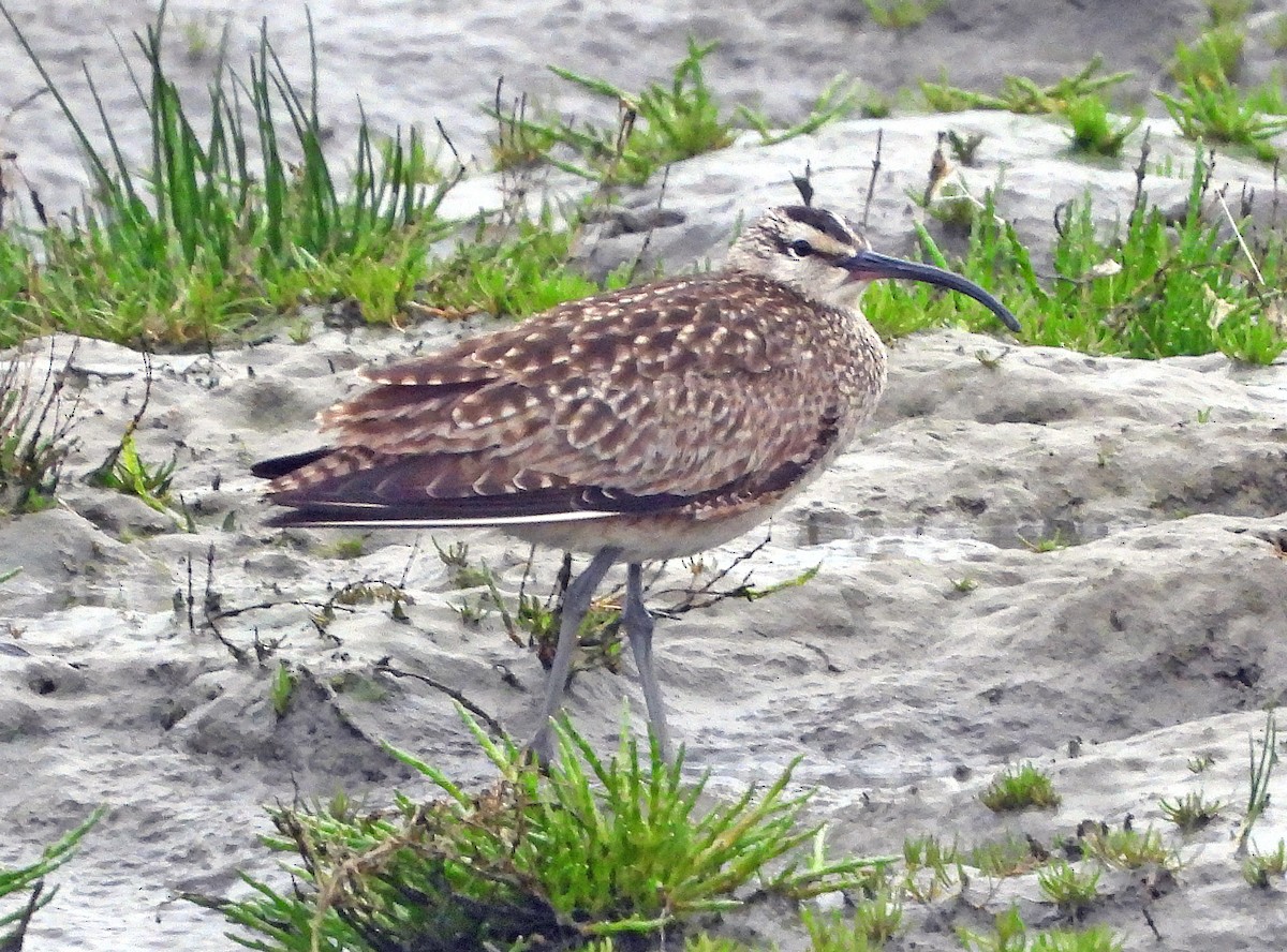 Whimbrel - Jock McCracken