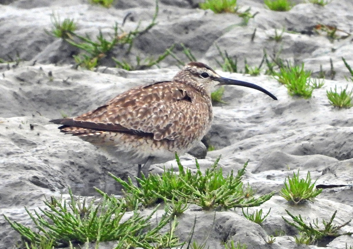 Whimbrel - Jock McCracken