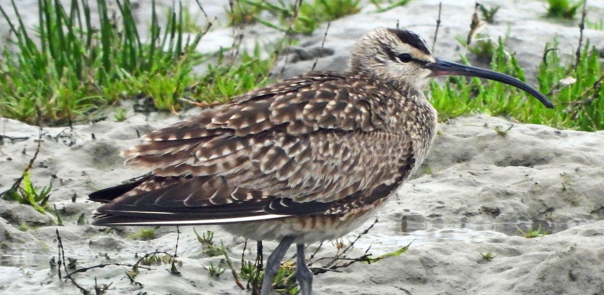 Whimbrel - Jock McCracken