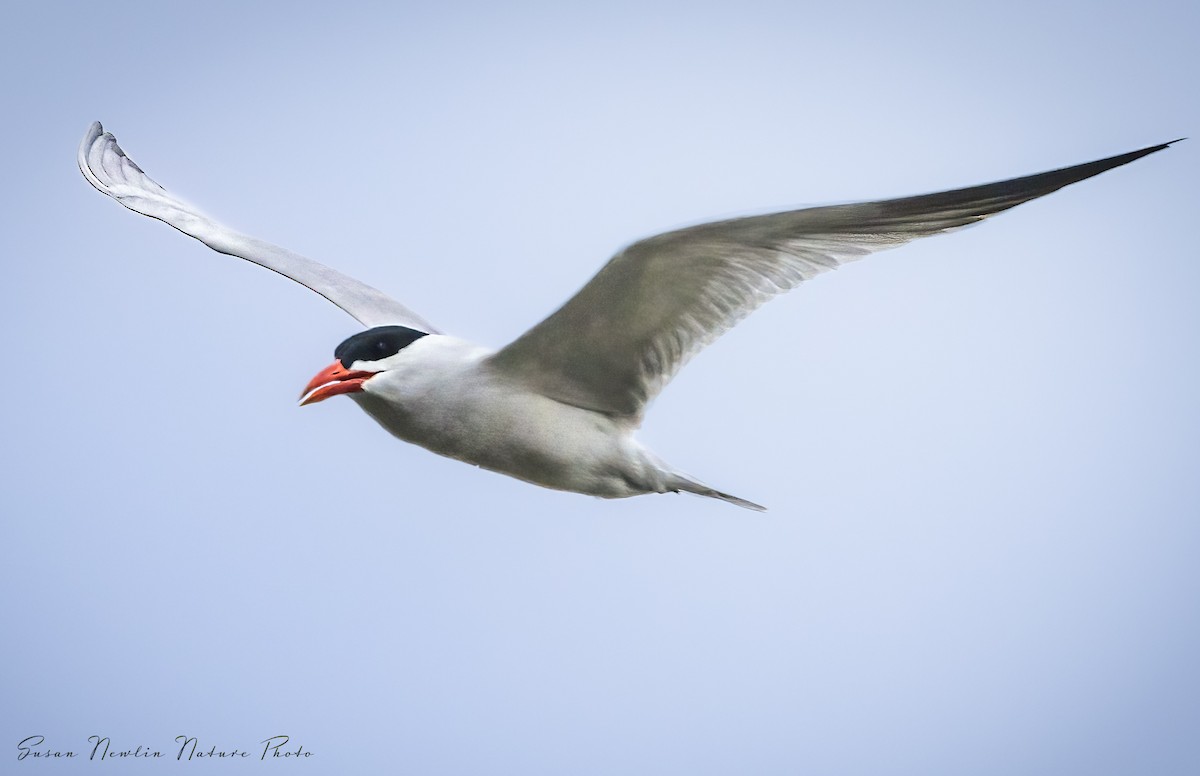 Caspian Tern - Susan Newlin