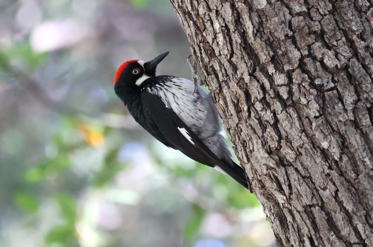 Acorn Woodpecker - Tricia Vesely