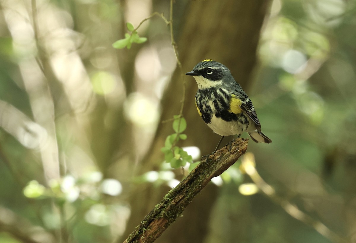 Yellow-rumped Warbler - Grace Simms  🐦‍⬛