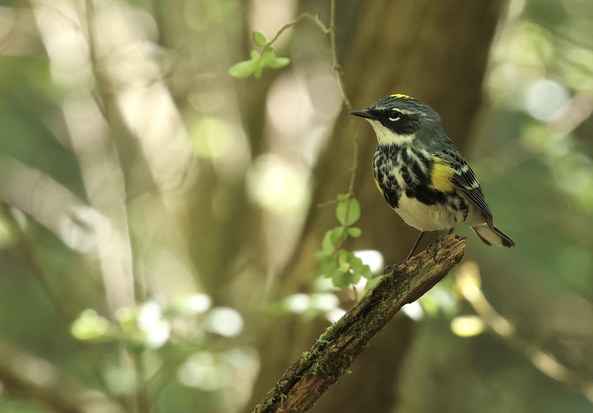 Yellow-rumped Warbler - Grace Simms  🐦‍⬛