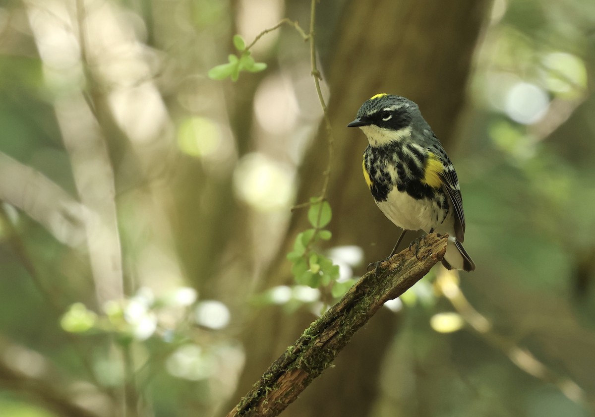 Yellow-rumped Warbler - Grace Simms  🐦‍⬛