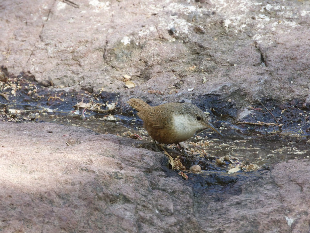 Canyon Wren - Eric Sibbald