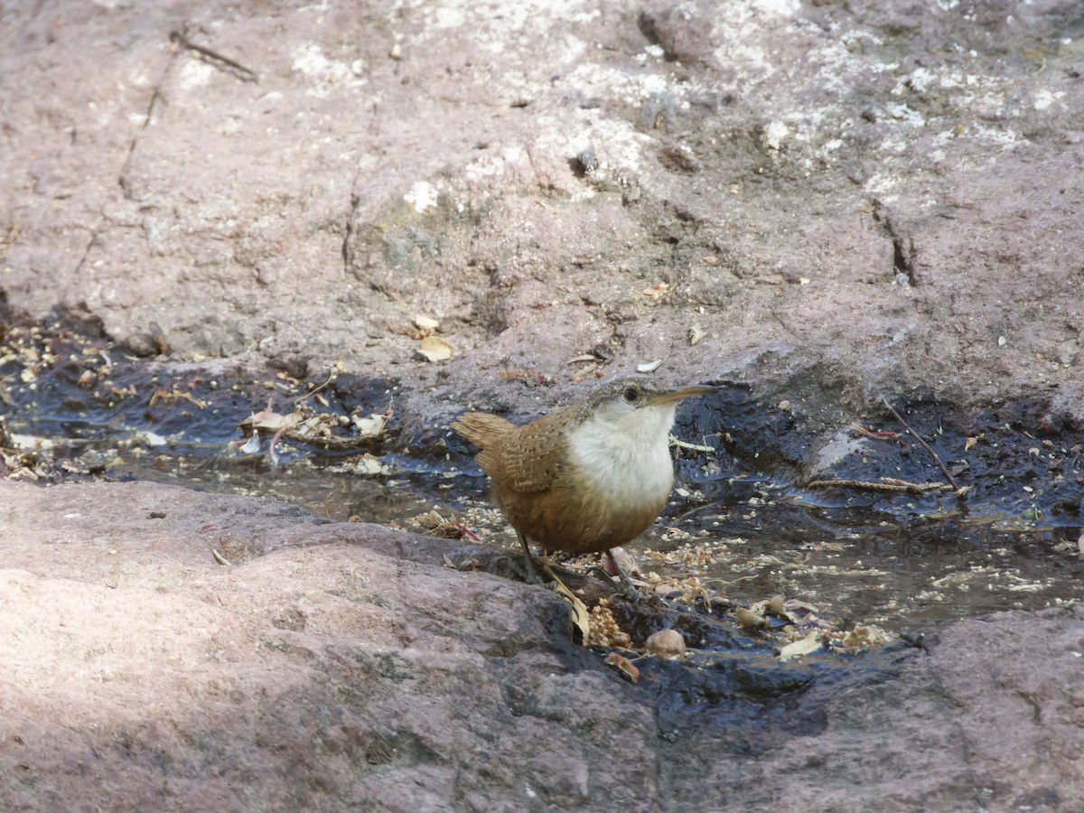 Canyon Wren - Eric Sibbald