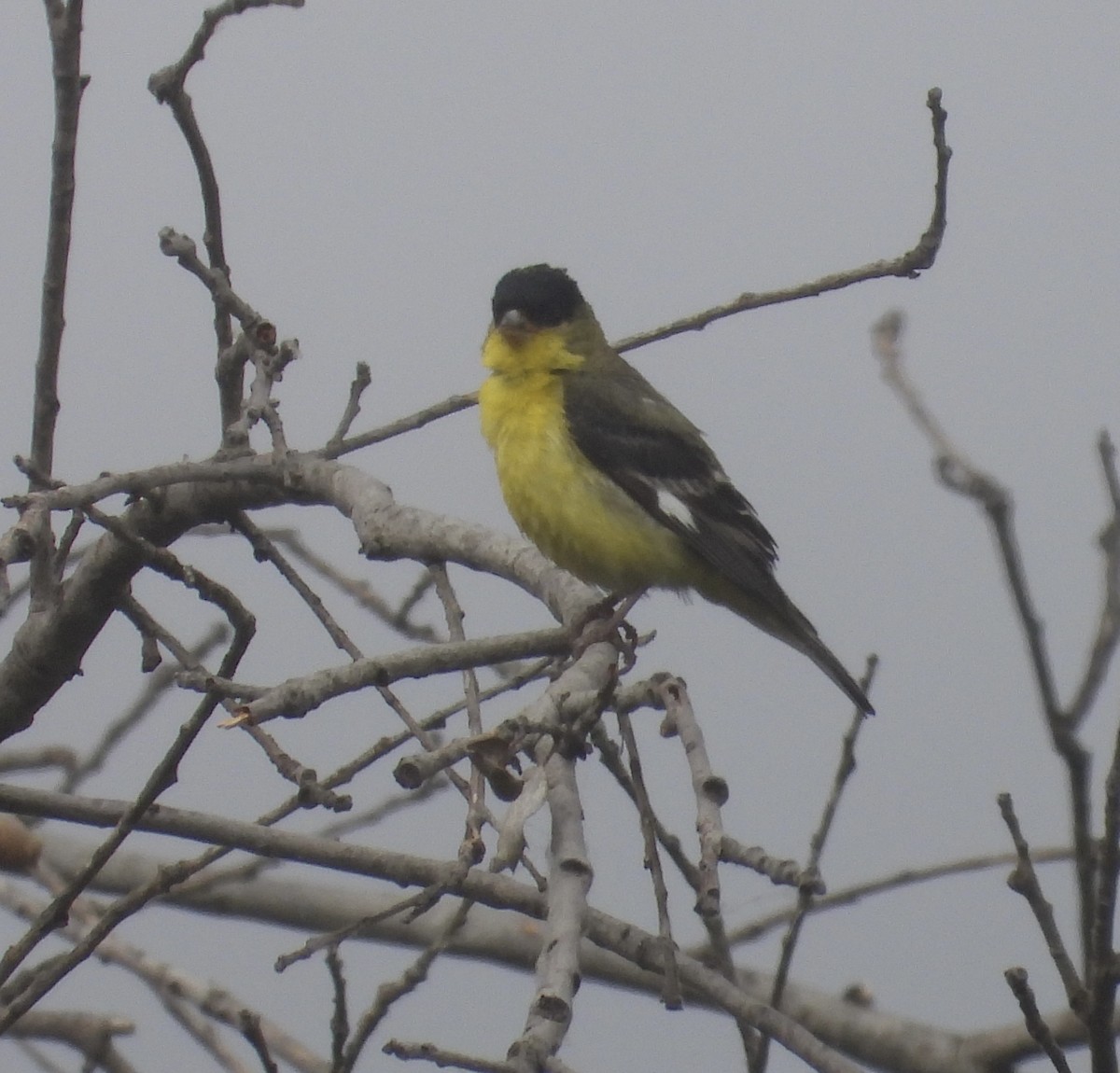 Lesser Goldfinch - Cathie Canepa