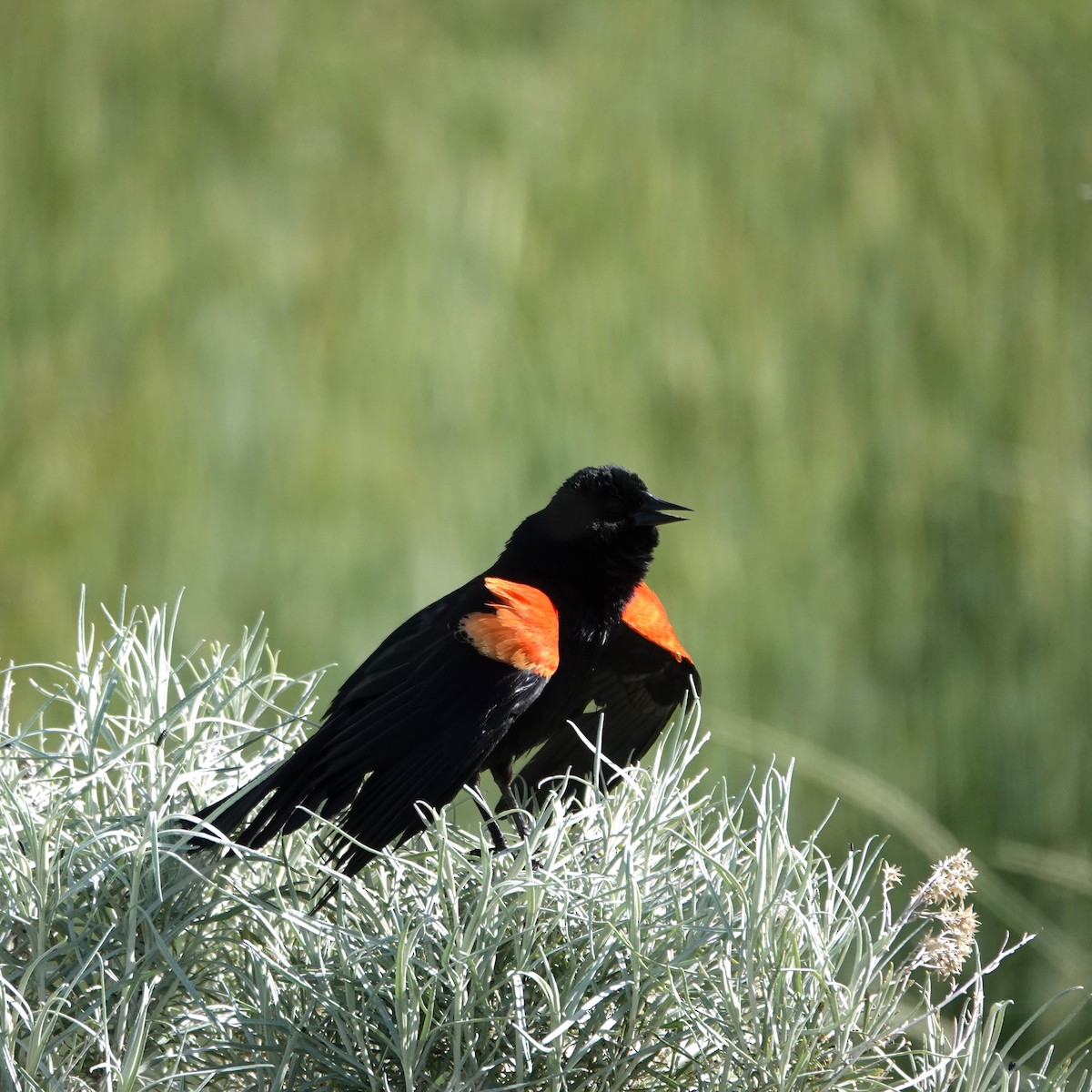 Red-winged Blackbird - George Ho