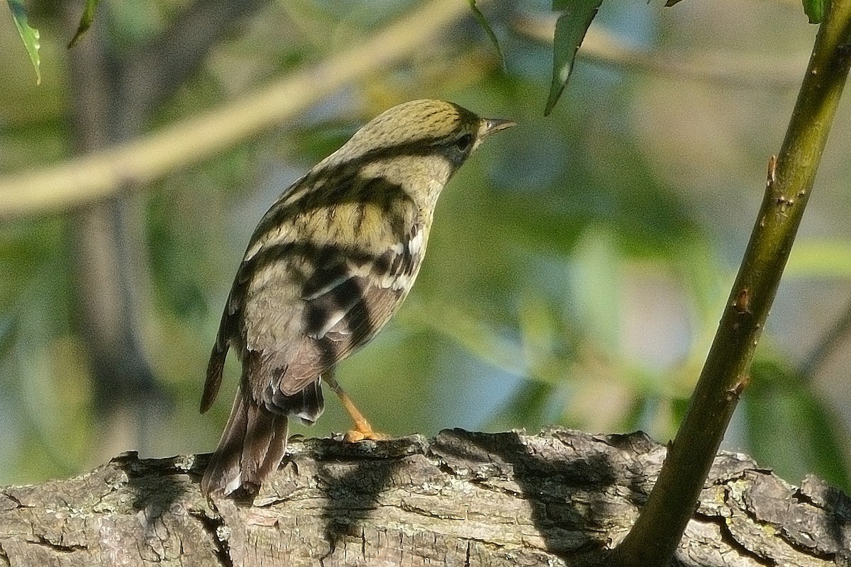 Blackpoll Warbler - John Gordinier