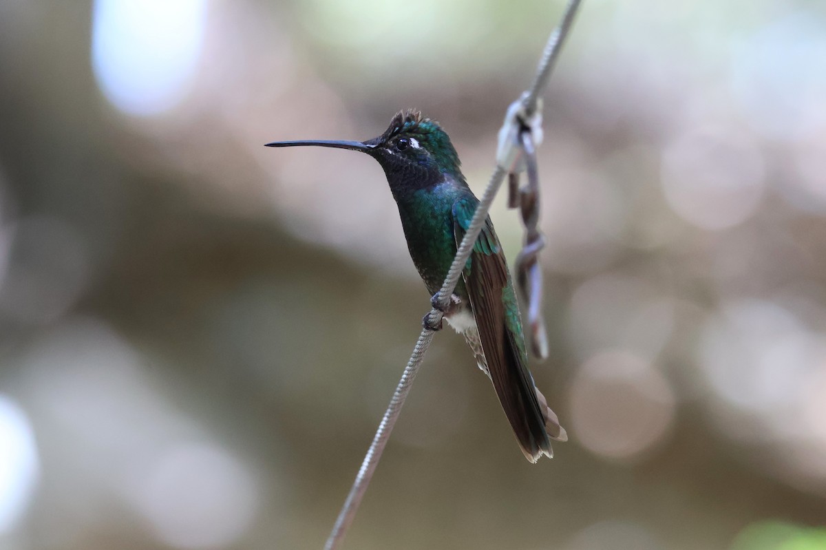 Rivoli's Hummingbird - Tricia Vesely