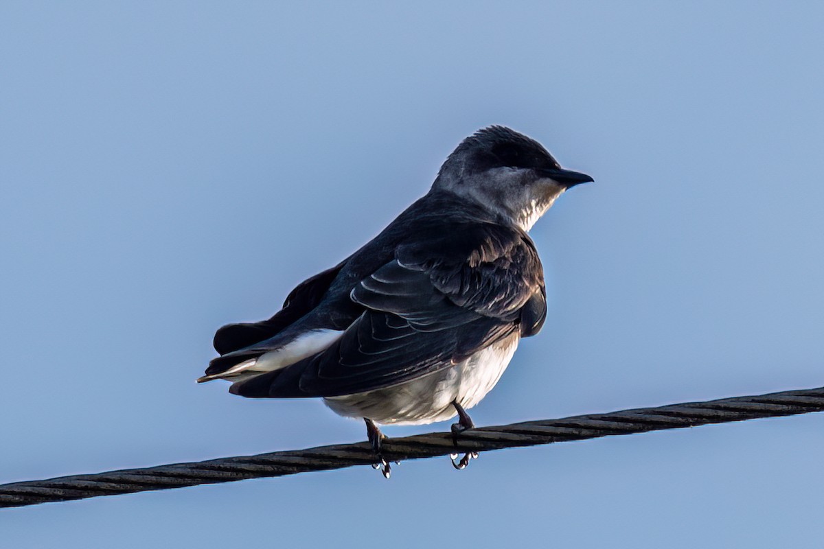 Brown-chested Martin - Kurt Gaskill