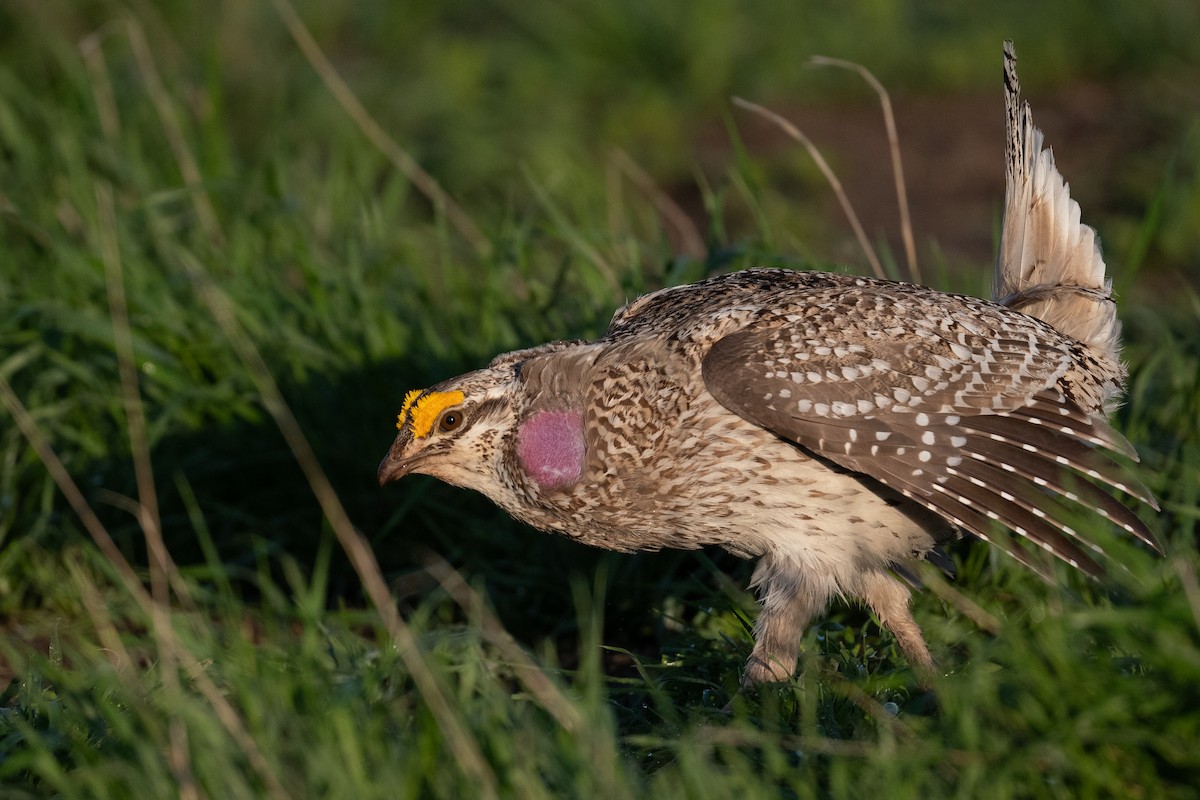 Sharp-tailed Grouse - Amanda Guercio