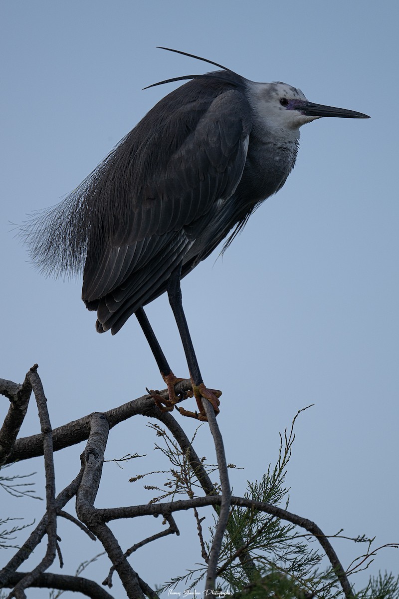 Little Egret x Western Reef-Heron (hybrid) - ML619583199