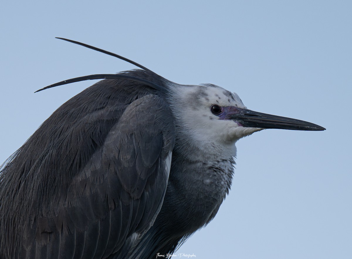 Little Egret x Western Reef-Heron (hybrid) - ML619583203