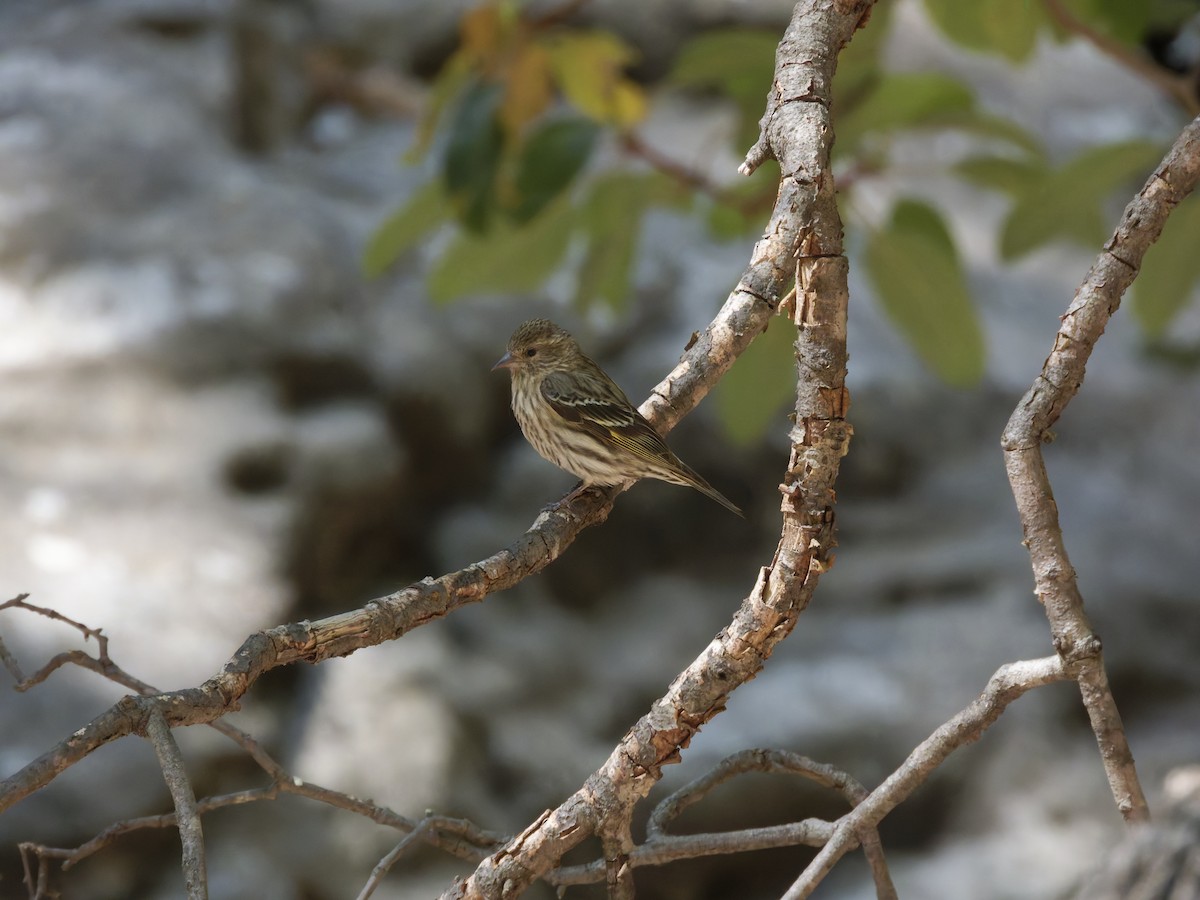 Pine Siskin - Eric Sibbald