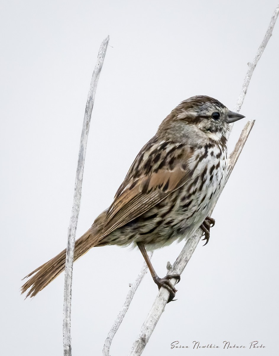 Song Sparrow - Susan Newlin