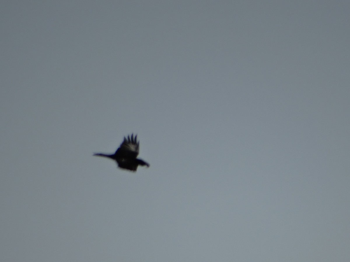 Common Raven - Andrew Raamot and Christy Rentmeester