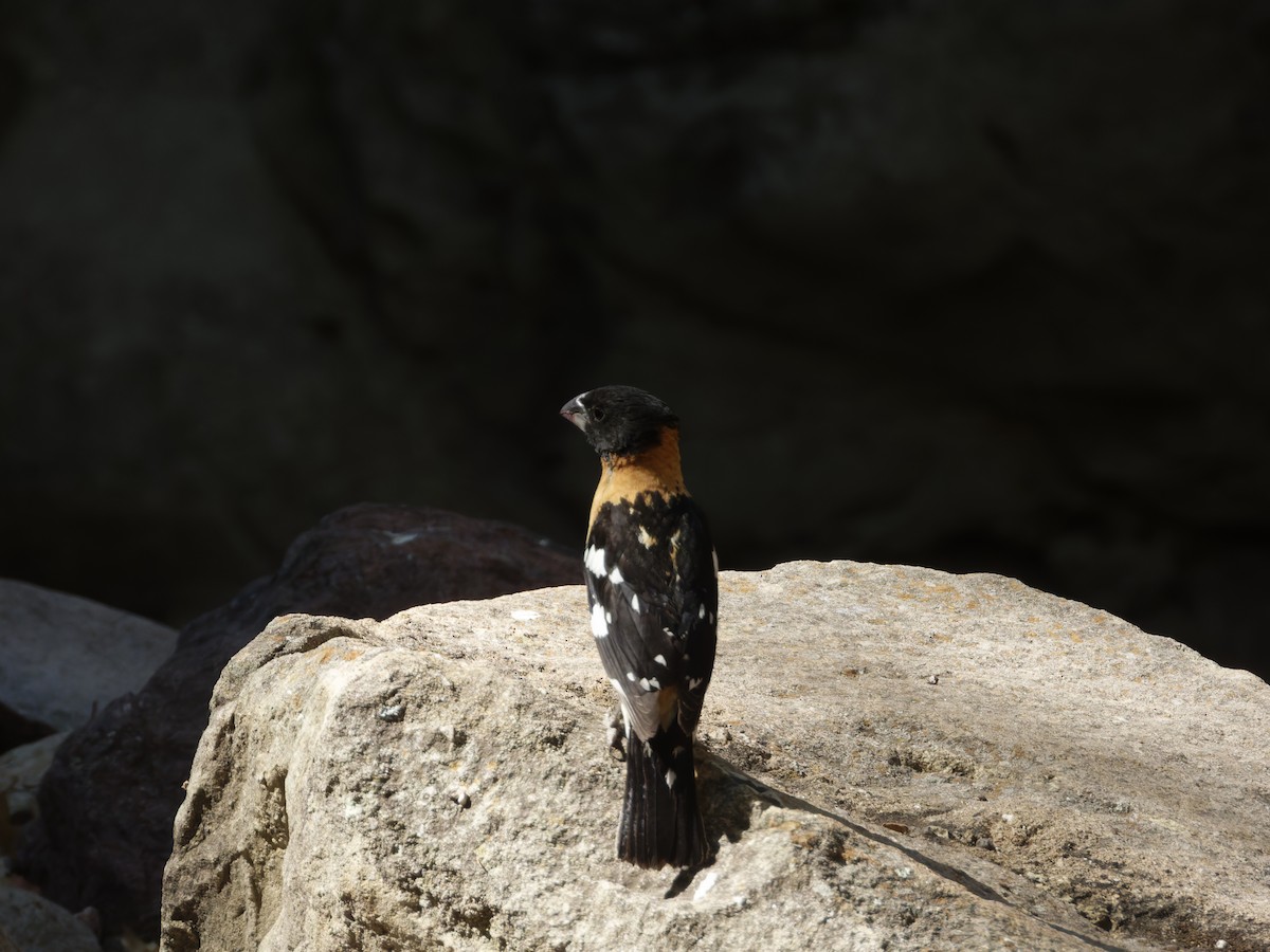 Black-headed Grosbeak - Eric Sibbald