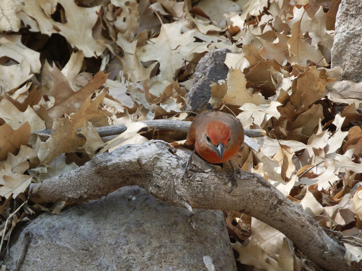 Hepatic Tanager (Northern) - Eric Sibbald