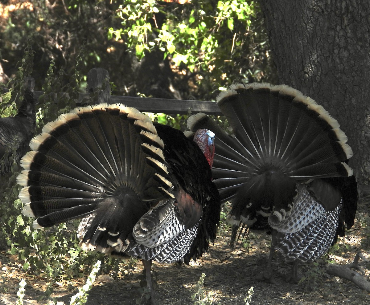 Wild Turkey - Roee Astor