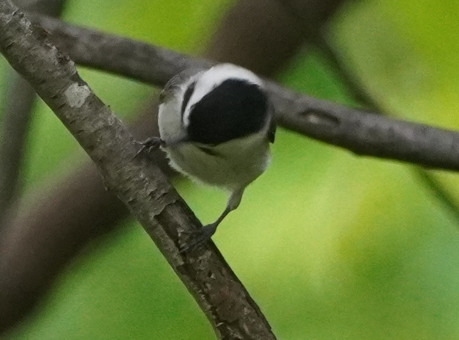 Carolina Chickadee - John McCallister