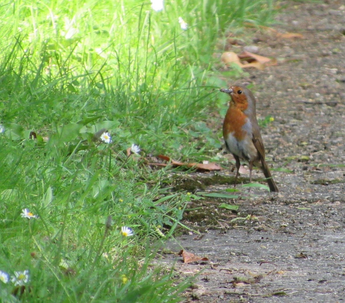 European Robin - Selva Pombo