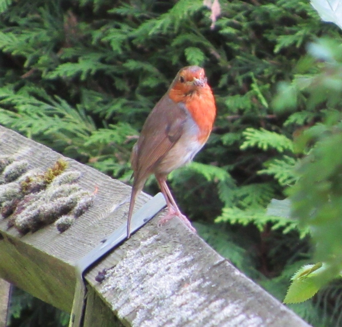 European Robin - Selva Pombo