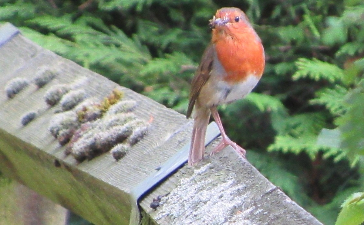 European Robin - Selva Pombo