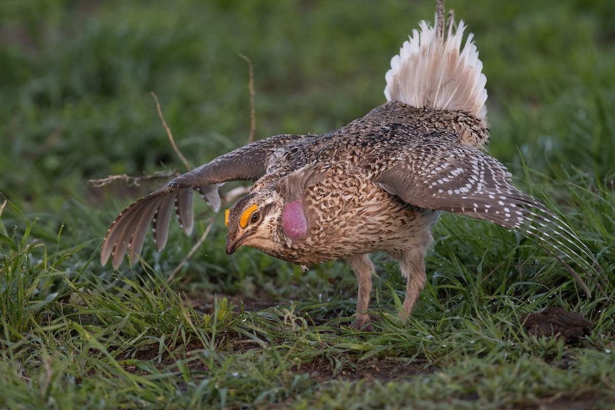 Sharp-tailed Grouse - Amanda Guercio