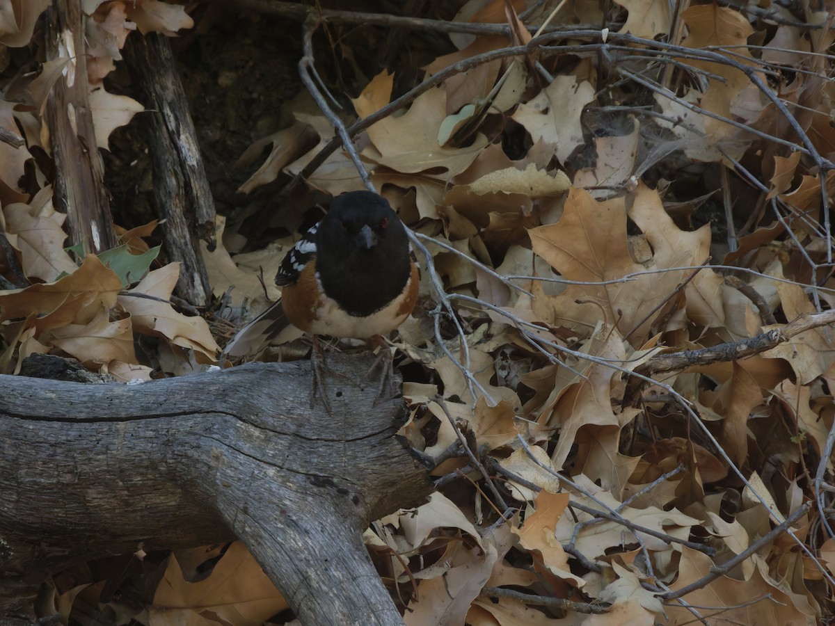 Spotted Towhee - Eric Sibbald