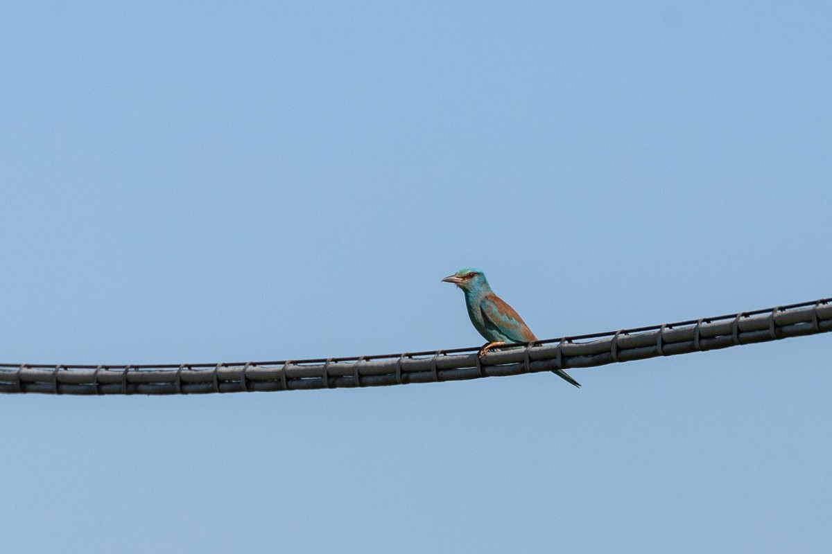 European Roller - Barbara Gillio