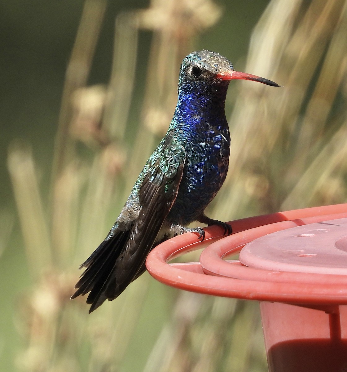 Broad-billed Hummingbird - Roee Astor